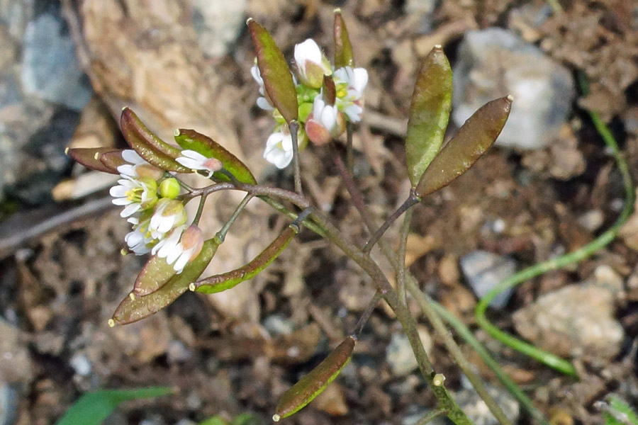 Erophila verna subsp. verna